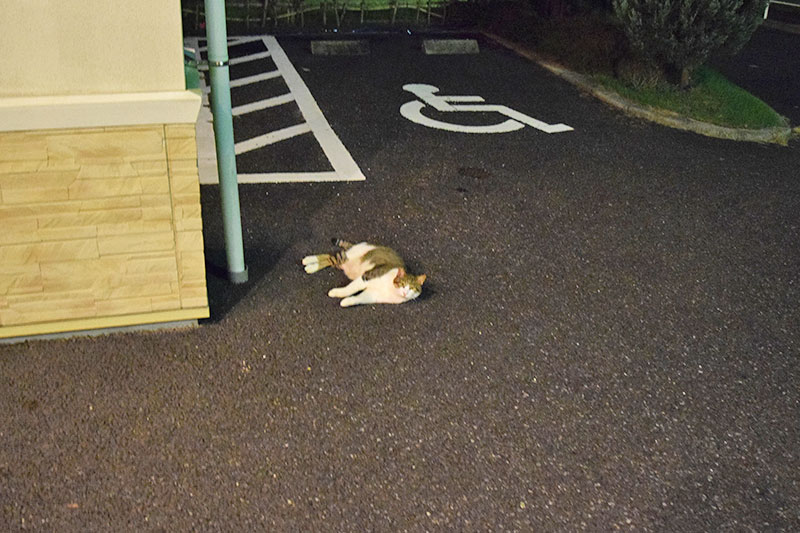 猫の写真