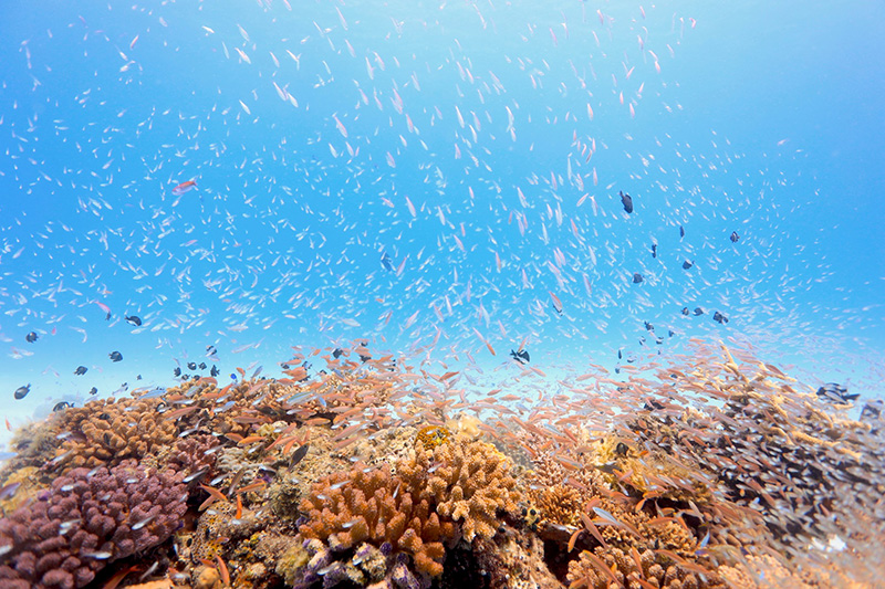 【撮影：鍵井さん】5月末の海中は、生まれたての小さなお魚が溢れていた。