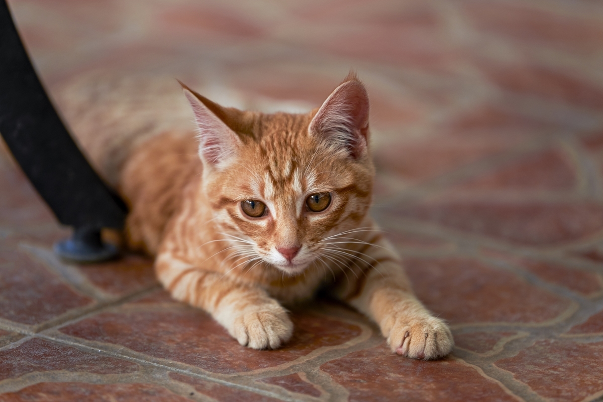 加工前の猫の画像